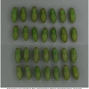 pol icarus pupa7 volg1